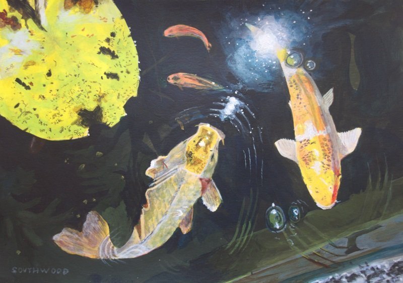 Painting of Koi carp feeding in a waterlily pond. Acrylics on paper, 9" x 12"