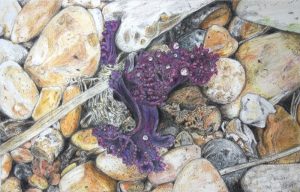 Sea Kale, Shoreham, Coloured pencil on paper - 15 x 26 cm