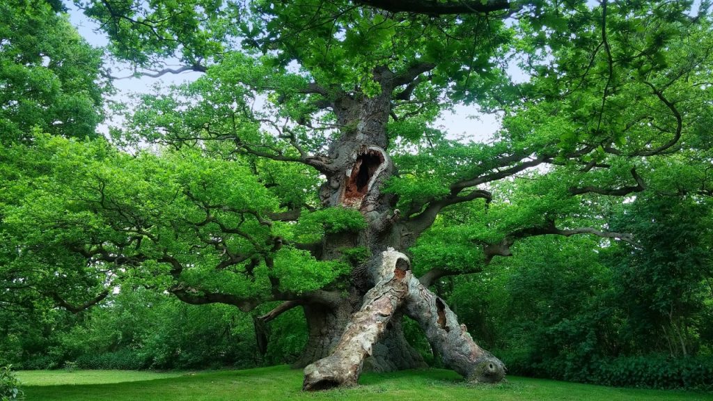 Meeting Majesty - the massive fallen limbs and the empty socket