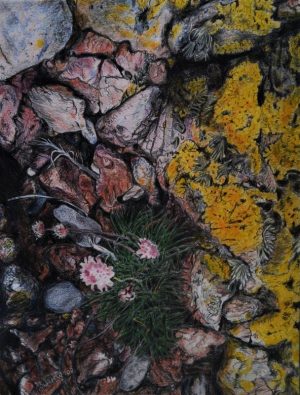 Rocky cleft with Sea Pink and Lichen. Coloured pencil on paper - 31 x 23 cm