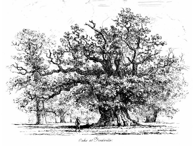 Oaks at Fredville. Stone lithograph by J.G. Strutt, 1830