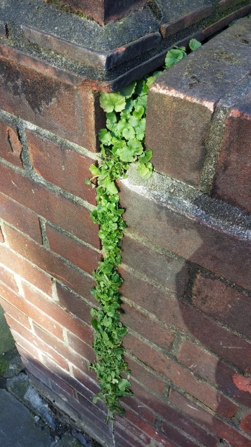 Campanula growing near Battersea Park