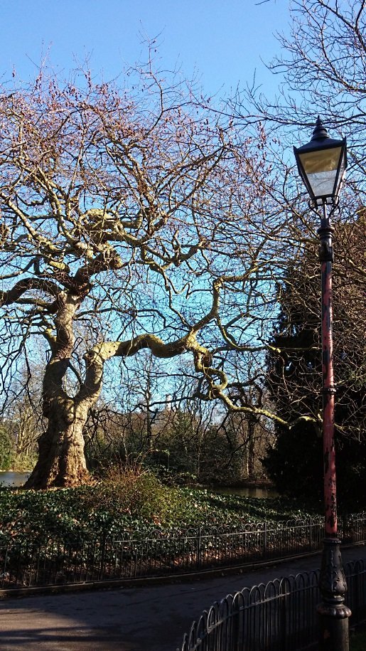 The writhing tree - Battersea Park - a natiural depiction of melancholy.