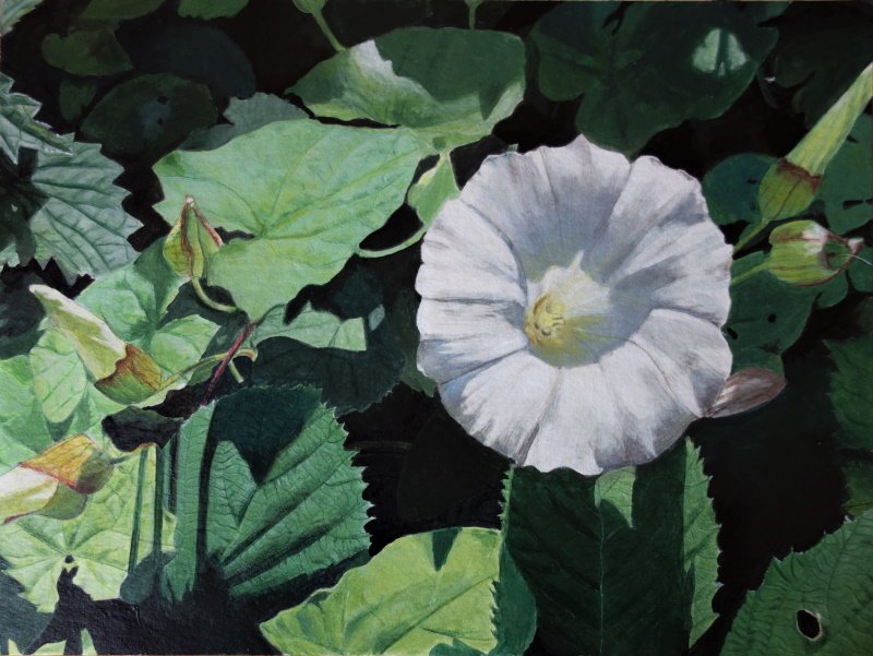 Bindweed. Acrylics and coloured pencil on paper - 24 x 32 cm