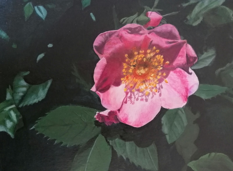 Wild rose. Acrylics and coloured pencil on paper - 24 x 32 cm